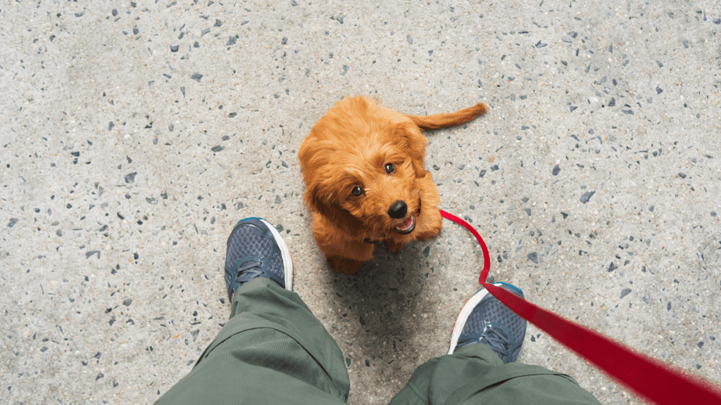 Pet owner training their dog to stay off the carpet, showcasing effective training methods.